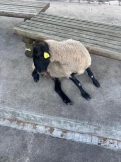 鹿児島ちゃんこ 天文館店　ゆら