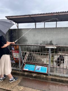 鹿児島ちゃんこ薩摩川内店　あゆ