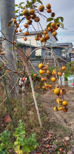 おかあさんといっしょ都城店　るみこ★最高エロリスト