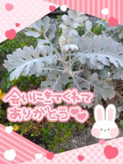 珠紀ﾀﾏｷ | JaPON 