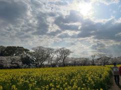  ★かえで★宮崎
