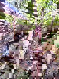 大人の遊園痴「スピーディー」