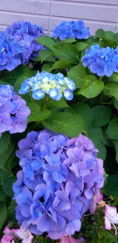 ６月…宜しくお願い致します(*--)(*__)ﾍﾟｺﾘ