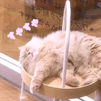 TheGrandPhoenix(大分市) ふうか※完全業界未経験