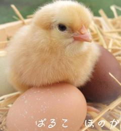 パルコ(那覇市) ほのか