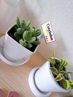 clubNOA　