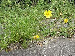 人妻宅急便(大分市) ここ(色白美肌)