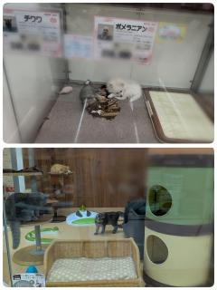 ご主人様いらっしゃい 大分店(大分市) ちほ♡超ドM、超スケベ、変態