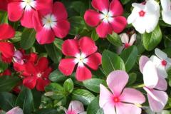 人妻宅急便(大分市) ここ(色白美肌)