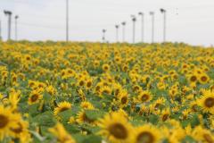 ７月…感謝の気持ちですね