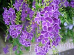 ぷにっ娘　丸ﾏﾙ