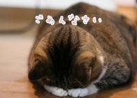 マドンナSANSAIN 宮崎市デリヘル 京香 写メ日記「ごめんなさい」