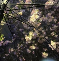 フェアリー【鹿児島店】(鹿児島市) りりこ【綺麗すぎる未経験美女】