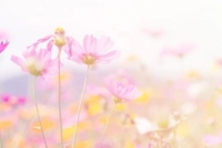 ゆりか | 待ちナビ