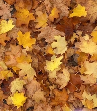 フェアリー【鹿児島店】(鹿児島市) りりこ【綺麗すぎる未経験美女】