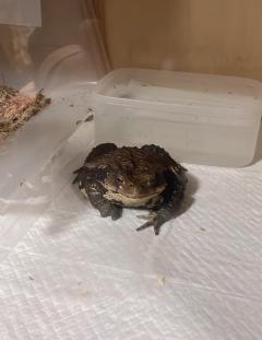 Buddy えな☆おっとり癒し系☆ [お題]from:おねだりすとさん