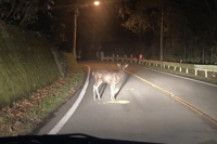 TheGrandPhoenix　みつ※ド変態嬢電撃復帰