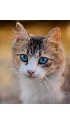 JaPON　茶々ﾁｬﾁｬ