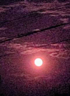 鹿児島ちゃんこ薩摩川内店　こむぎ