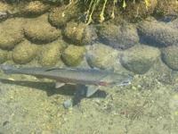 待ちナビ しょう 今日も有難う