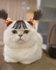 SUZUME ちはる おはようございます(?θ???θ?)