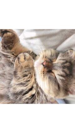 JaPON　茶々ﾁｬﾁｬ