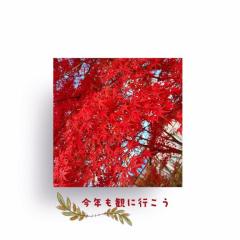 CLUB LUMINE　Mashiro【ましろ】