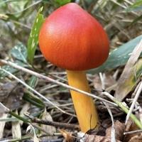 待ちナビ　みゆ