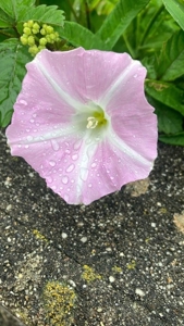 ミセス都城店　ゆずき