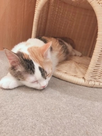  よしの
