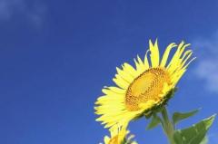 人妻宅急便　かよ（美熟女奥様）