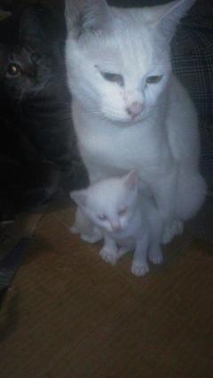 保険屋のおばちゃん　まり