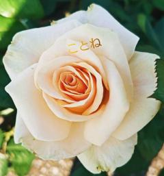 Heaven Club (ヘブンクラブ)　ことね♡