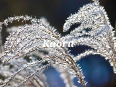 Spica(すぴか)　★かおる★電撃移籍入店決定！