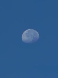 鹿児島ちゃんこ 天文館店　ともえ