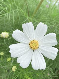 セクシーウィンディー(都城市) くり♡エロい奥様、即尺