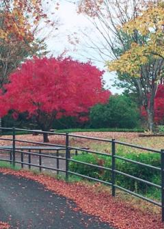 Madam  Cherish　まゆみ