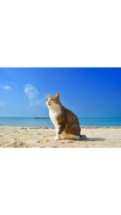 JaPON　茶々ﾁｬﾁｬ