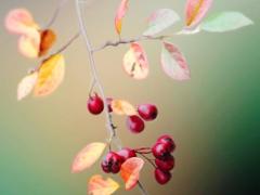 Spica(すぴか)　★かおる★電撃移籍入店決定！