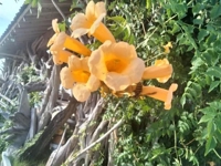 待ちナビ ゆりか おはようございます