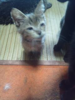 保険屋のおばちゃん　まり