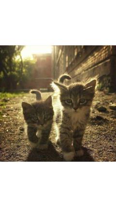 JaPON　茶々ﾁｬﾁｬ