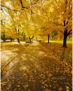 人妻セレブ　野風(のかぜ)