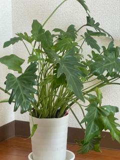 Spica(すぴか)　★さくらこ★WHITEコース