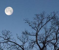 キャンディ(鹿児島市) ヒメ