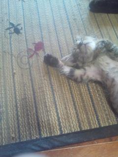 保険屋のおばちゃん　まり