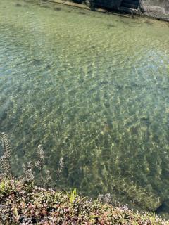 Spica(すぴか)　★ひなた★激カワ天使♡