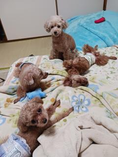  すず(前立腺ﾏｽﾀｰ)