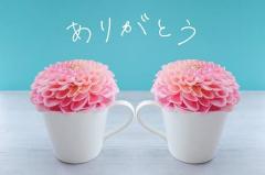 鹿児島ちゃんこ薩摩川内店　さつき