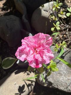 Spica(すぴか)　新★ウル★完全業界初激かわ